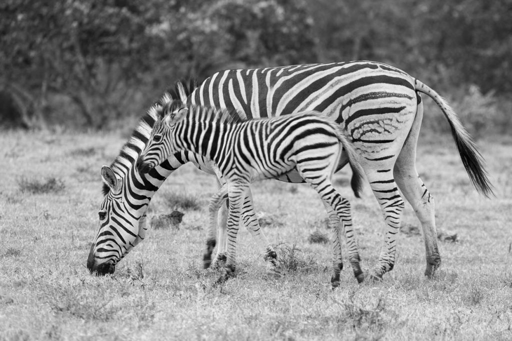 Mother Zebra with baby